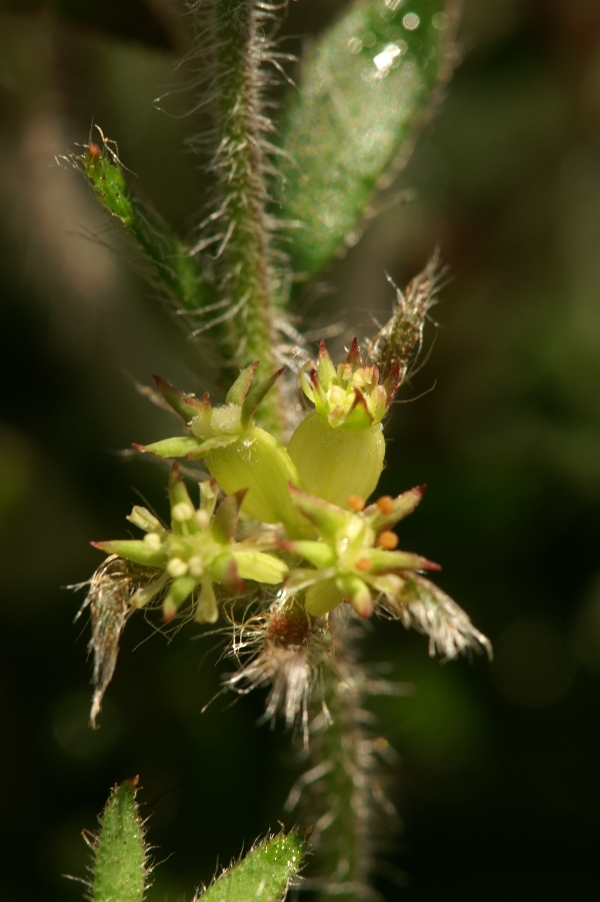 Xanthosia huegelii